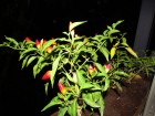 Bolivian rainbow papričice, seme 15 komada