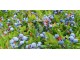 Borovnica - Američka visokožbunasta (100 semenki) slika 2