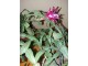 Bozicni Kaktus slika 1