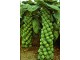 Brassica oleracea var gemmifera - Kelj pupcar (50 seme slika 1