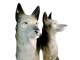 CARL SCHEIDIG - Figura dva vučjaka (1906-1935) slika 2