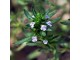 ČUBAR (Satureja hortensis) - 50 SEMENA slika 2