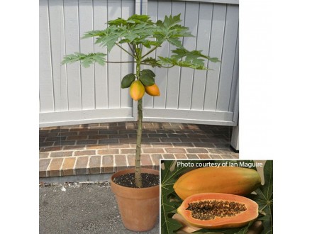 Carica papaya - Papaja (seme)