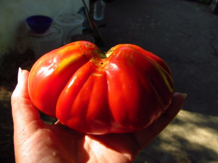Čarli Čaplin paradajz, seme 10 komada
