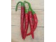 Cayenne - Chili pepper 20 semenki slika 1