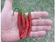 Cayenne - Chili pepper 20 semenki slika 2