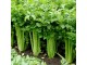 Celer lišćar 1 g. (1500+ semena) slika 1
