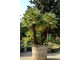 Chamaerops humilis (seme) Zumara palma slika 1