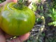 Cherokee green paradajz, seme 12 komada slika 2