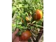 Cherokee purple paradajz, seme 10 komada slika 1