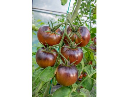 Chestnut chocolate (seme) paradajz stara sorta heirloom