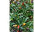 Čili paprika `Bolivian Rainbow`, 15 semena
