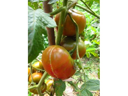 Coper river paradajz, seme 10 komada