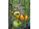 Copia paradajz, seme, 10 komada slika 1