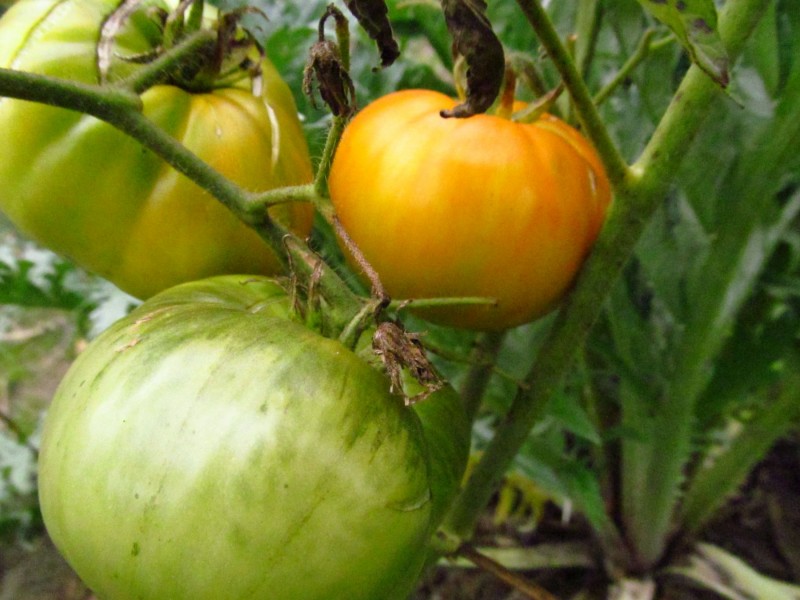 Copia paradajz, seme, 10 komada