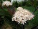 Cornus alba “Kesselringii” 10 semena slika 2