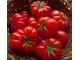 Costoluto Fiorentino paradajz (seme) Stara sorta! slika 1