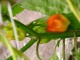 Crvena habanera, ljuta papričica, seme 10 komada slika 2