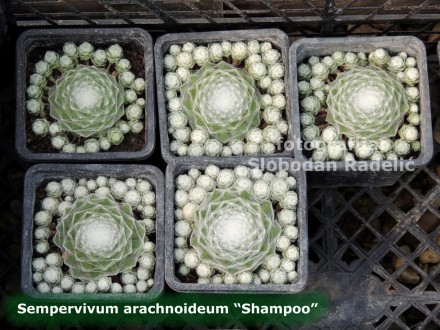 Čuvarkuća, Sempervivum `Shampoo`, dve rozete
