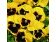 Cveće Dan i noć - žuti sa okom - Viola wittrockiana 5720/3 slika 3