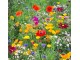 Cveće Japanski travnjak mešavina 5 kesica semena Virimax Franchi Sementi slika 1