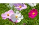 Cveće Kosmos - seme 5 kesica Franchi Sementi Virimax slika 5