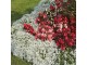 Cveće Medeni Cvet beli - seme 5 kesica Franchi Sementi Virimax slika 2