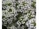 Cveće Medeni Cvet beli - seme 5 kesica Franchi Sementi Virimax slika 3