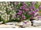 Cveće Medeni Cvet ljubičasti - seme 5 kesica Franchi Sementi Virimax slika 2