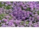 Cveće Medeni Cvet ljubičasti - seme 5 kesica Franchi Sementi Virimax slika 3