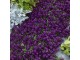 Cveće Medeni Cvet ljubičasti - seme 5 kesica Franchi Sementi Virimax slika 1