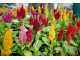 Cveće Perjanica - seme 5 kesica Franchi Sementi Virimax slika 3