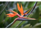 Cveće Strelicija - Rajska ptica - seme 5 kesica Franchi Sementi Virimax