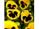 Dan i noć (Viola) `Swiss Yellow`, 20 semenki slika 1