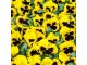 Dan i noć (Viola) `Swiss Yellow`, 20 semenki slika 2
