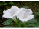 Datura Stramonium, bela, 1g (oko 130 semenki) slika 1
