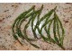 Dioscorea communis,Bljust, kukaca 30 semena slika 1