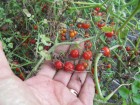Divlji čeri paradajz iz Ekvadora, seme, 10 komada