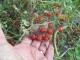 Divlji čeri paradajz iz Ekvadora, seme, 10 komada slika 1