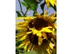 Džinovski suncokret seme, 20 komada slika 1