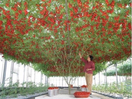 Džinovsko drvo paradajz (10 semena)