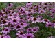 Ehinacea - Echinacea purpurea SADNICE 1 god. slika 2
