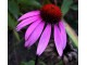 Ehinacea - Echinacea purpurea SADNICE 1 god. slika 1