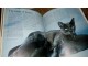 Enciklopedija/ Cats  all about slika 2