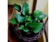 Epipremnum pinnatum `Jade` Pothos slika 1