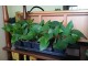 Epipremnum pinnatum `Jade` Pothos slika 2