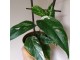 Epipremnum pinnatum variegata slika 1