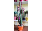 Euphorbia trigona `Rubra`