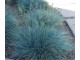 Festuka Glauca plava trava 100+ semena slika 2