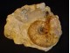 Fosil Amonit u steni slika 2